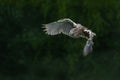 Juvenile Black-crowned Night Heron Royalty Free Stock Photo