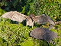 Juvenile Black-crowned Night Heron Royalty Free Stock Photo