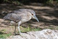 A Juvenile black-crowned night heron Nycticorax nycticorax, or black-capped night heron, commonly shortened to just night heron