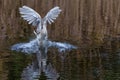 Juvenile Black-crowned Night Heron fishing in a small lake Royalty Free Stock Photo