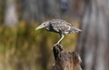 Juvenile Black crowned Night Heron on The Sill in the Okefenokee Swamp National Wildlife Refuge, Georgia, USA Royalty Free Stock Photo