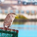 Juvenile black crowned night heron Royalty Free Stock Photo