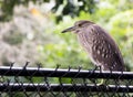 Juvenile Black Crowned Night Heron Royalty Free Stock Photo