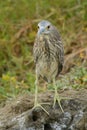 Juvenile Black-crowned Night-heron portrait Royalty Free Stock Photo