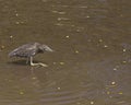 Heron Juvenile