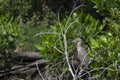 Juvenile Black - crowned night heron