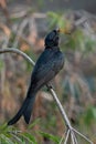 Juvenile Black Drongo feeding on a tree