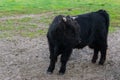 Juvenile black hairy highland cow, a young bovine Royalty Free Stock Photo