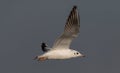 Juvenile Black-headed gull Chroicocephalus ridibundus in flight Royalty Free Stock Photo