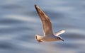 Juvenile Black-headed gull Chroicocephalus ridibundus in flight Royalty Free Stock Photo