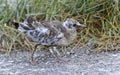 Juvenile Black-headed gull (Chroicocephalus ridibundus) Royalty Free Stock Photo