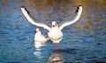 A juvenile black-headed gull Chroicocephalus ridibundus Royalty Free Stock Photo