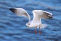 juvenile black headed gull in flight Royalty Free Stock Photo