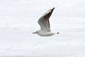 Juvenile black headed gull in flight Royalty Free Stock Photo