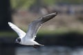 Juvenile Black-headed Gull Flying Royalty Free Stock Photo