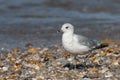 A juvenile black-headed gull on a gravel beach Royalty Free Stock Photo