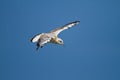 Juvenile Black-headed gull Royalty Free Stock Photo