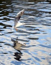 Juvenile black-headed gull in winter plumage in Kelsey Park, Beckenham. Gull in flight over the lake Royalty Free Stock Photo