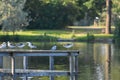 Juvenile Black-headed Gulls (Chroicocephalus ridibundus) and Common Tern (Sterna hirundo) on a Fence Royalty Free Stock Photo