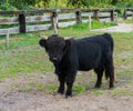 Juvenile black highland cow standing in the pasture, portrait of a young bovine Royalty Free Stock Photo