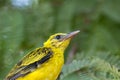 A juvenile Black-naped Oriole