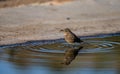 Juvenile black redstart standing in shallow water with reflection Royalty Free Stock Photo