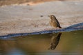 Juvenile black redstart standing in shallow water with reflection Royalty Free Stock Photo