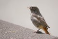 Juvenile Black Redstart