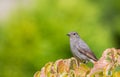 Juvenile Black RedstartPhoenicurus ochruros close-up