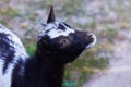 Juvenile black and white goat Capra aegagrus hircus profile view