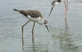 A juvenile Black-winged Stilt, Himantopus himantopus, feeding at the edge of a lake. Royalty Free Stock Photo