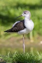 Juvenile black-winged stilt Himantopus himantopus bird standin