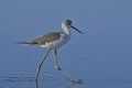 Black-winged Stilt, Greece