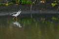 Juvenile Black-winged Stilt