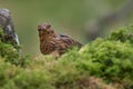 Juvenile blackbird