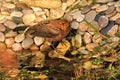 Juvenile blackbird at edge of pond