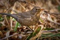 Juvenile blackbird on the ground