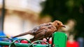 Juvenile blackbird perched in a Paris garden