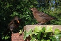 Juvenile blackbird stood on garden wall with adult
