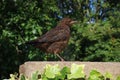 Juvenile blackbird stood on wall waiting for food