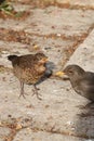 Juvenile blackbird, turdua merula, with mother