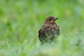 Juvenile Blackbird (Turdus merula)