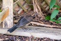 Juvenile blackbird, turdus merula, perched on wooden fence