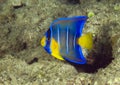 Juvenile Blue Angelfish