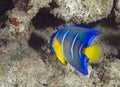 Juvenile Blue Angelfish Royalty Free Stock Photo