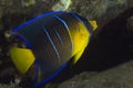 Juvenile Blue Angelfish-Holocanthus bermudensis Royalty Free Stock Photo