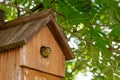 Juvenile blue tit bird, cyanistes caeruleus, looking out of nest box at new surroundings. The bluetit fledged less than an hour