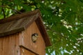 Juvenile blue tit bird, cyanistes caeruleus, looking out of nest box at new surroundings. The bluetit fledged less than an hour