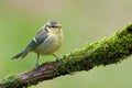 Juvenile blue tit (Cyanistes caeruleus). Royalty Free Stock Photo