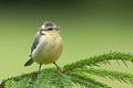 Juvenile blue tit (Cyanistes caeruleus). Royalty Free Stock Photo